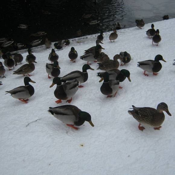 Meet your Posher, Elsa - Picture 1 of 1